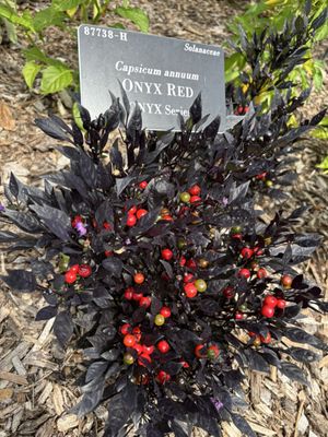 National Capitol Columns by null