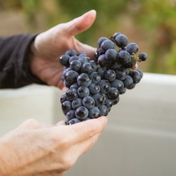 Pedroncelli Winery