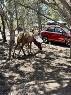 Mather Campground by null