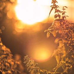 Wollnysee - Abendsonne