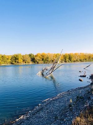 Inglewood Bird Sanctuary by null