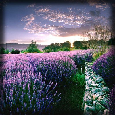 Matanzas Creek Winery by null