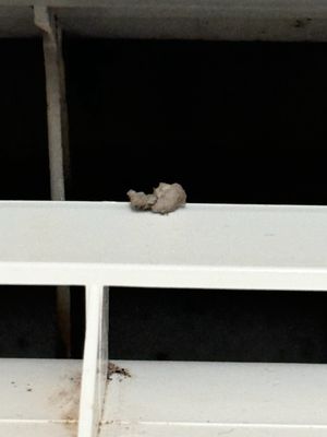 Posada Real Los Cabos by null