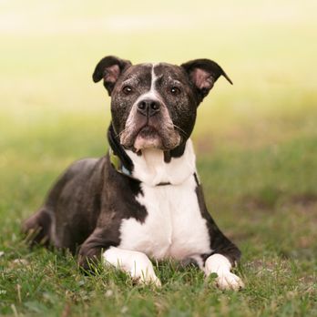 Nancy Kieffer Photography - soulful black and white dog - Session Photography Near Me Nancy Kieffer Photography - soulful black and white dog - Session Photography Near Me