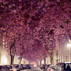 Kirschblüte - Altstadt