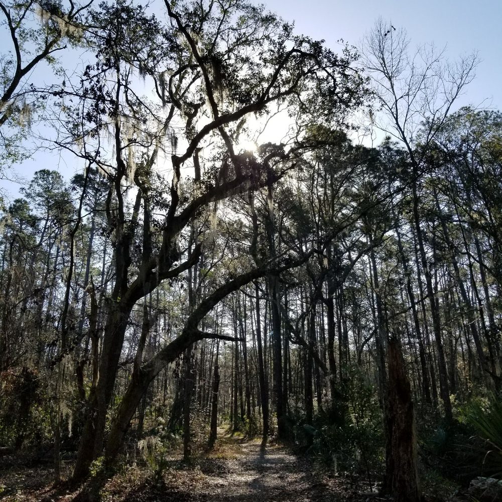 Victoria Bluff Heritage Preserve - Hiking Near Me - Bluffton, South Carolina