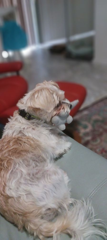 Pawsh Boutique & Spa Image