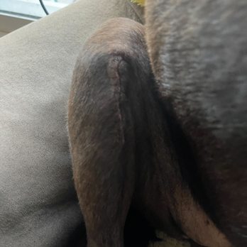 Surgipet - Surgery Center for Pets - The day we had the staples removed - Veterinarians Near Me - Carlsbad, California Surgipet - Surgery Center for Pets - The day we had the staples removed - Veterinarians Near Me - Carlsbad, California