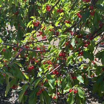 Diablo Cherries - Pick Your Own Farms Near Me - Brentwood, California