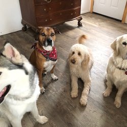 Katie's Doggie Bed and Breakfast