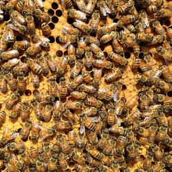 Hudson Valley Bee Supply - Queen bee with lots of brood!