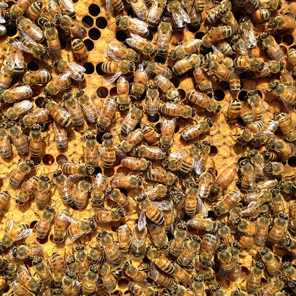 Hudson Valley Bee Supply - beekeeping in Kingston, NY