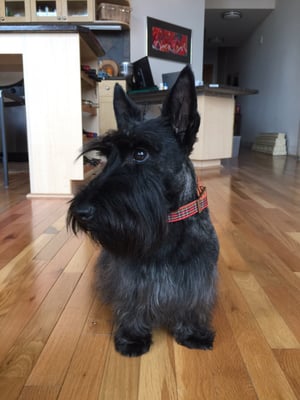 Dogma Grooming + Pet Needs by null
