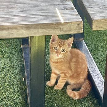 Gather Brewing Company - Super cute kitties that the owners are slowly spay/neutering! They're skittish but will definitely ask for food! - Brewpubs Near Me - Universal City, Texas
