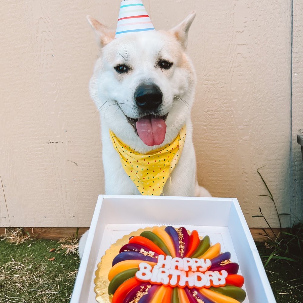 Mishka - Lucky 6th birthday :) - Pet Stores Near Me - San Francisco, California