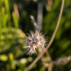 Crystal River Preserve State Park