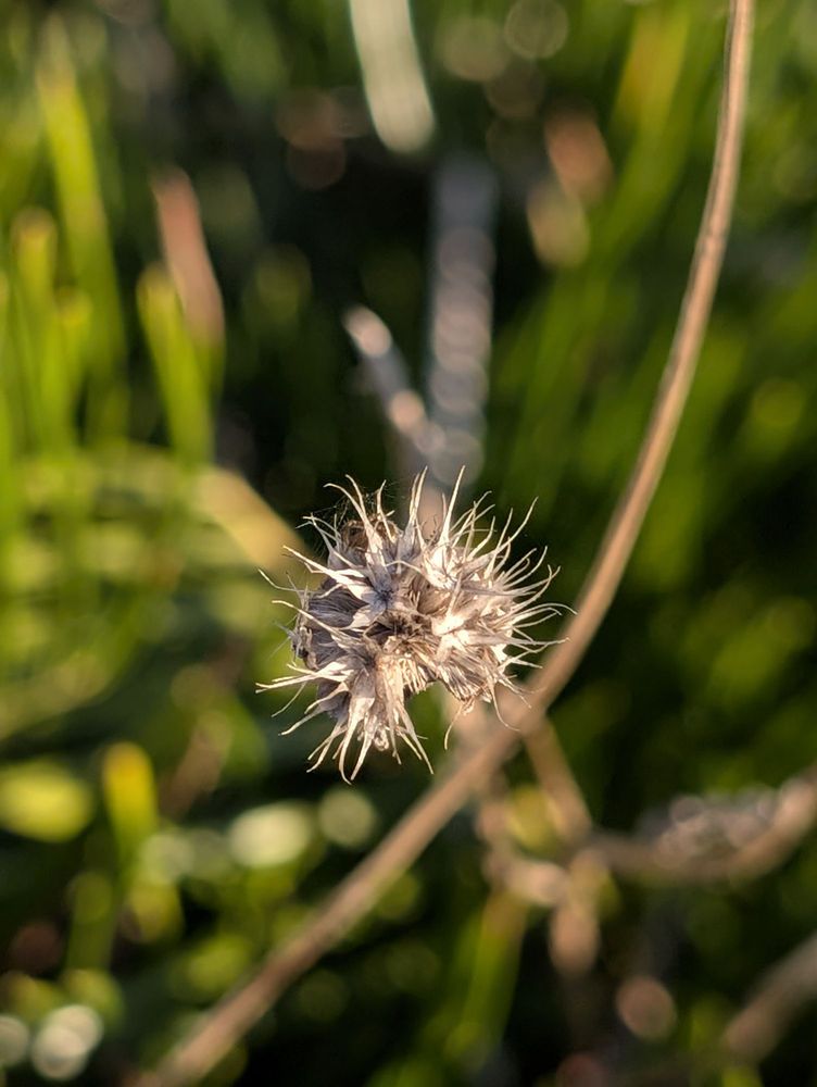 Crystal River Preserve State Park Image