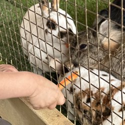 River Street Ranch - Bunnies