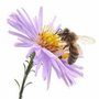 Photo of Oakley Honey Bee Removal