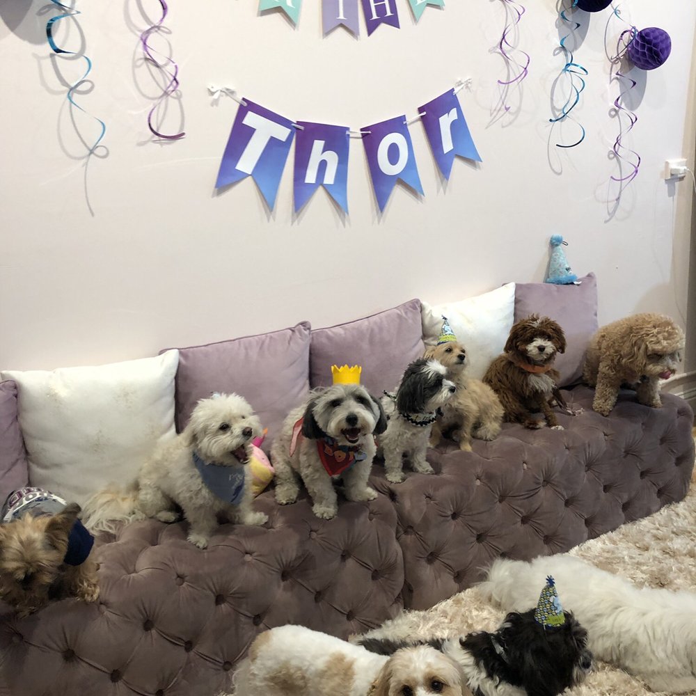 Mishka - Birthday pawty at Mishka Dog Boutique - Pet Stores Near Me - San Francisco, California Mishka - Birthday pawty at Mishka Dog Boutique - Pet Stores Near Me - San Francisco, California