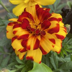 Flowers Farms - Colorful