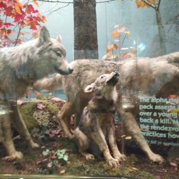 Patuxent Research Refuge - Wolves and cub - Public Services & Government Near Me - Laurel, Maryland Patuxent Research Refuge - Wolves and cub - Public Services & Government Near Me - Laurel, Maryland