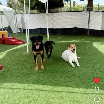 Performance K9 Training - Pet Training Near Me - Bonsall, California Performance K9 Training - Pet Training Near Me - Bonsall, California