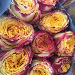 Winther Blomst
