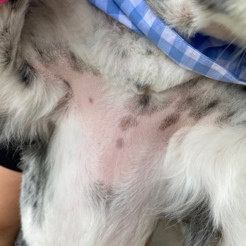 Aussie Pet Mobile Katy & Cypress - Pet Groomers Near Me