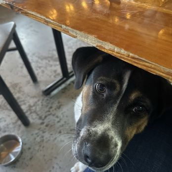 False Idol Brewing - Beer and puppies. My favorite mix. - Breweries Near Me - North Richland Hills, Texas