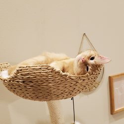 MAU