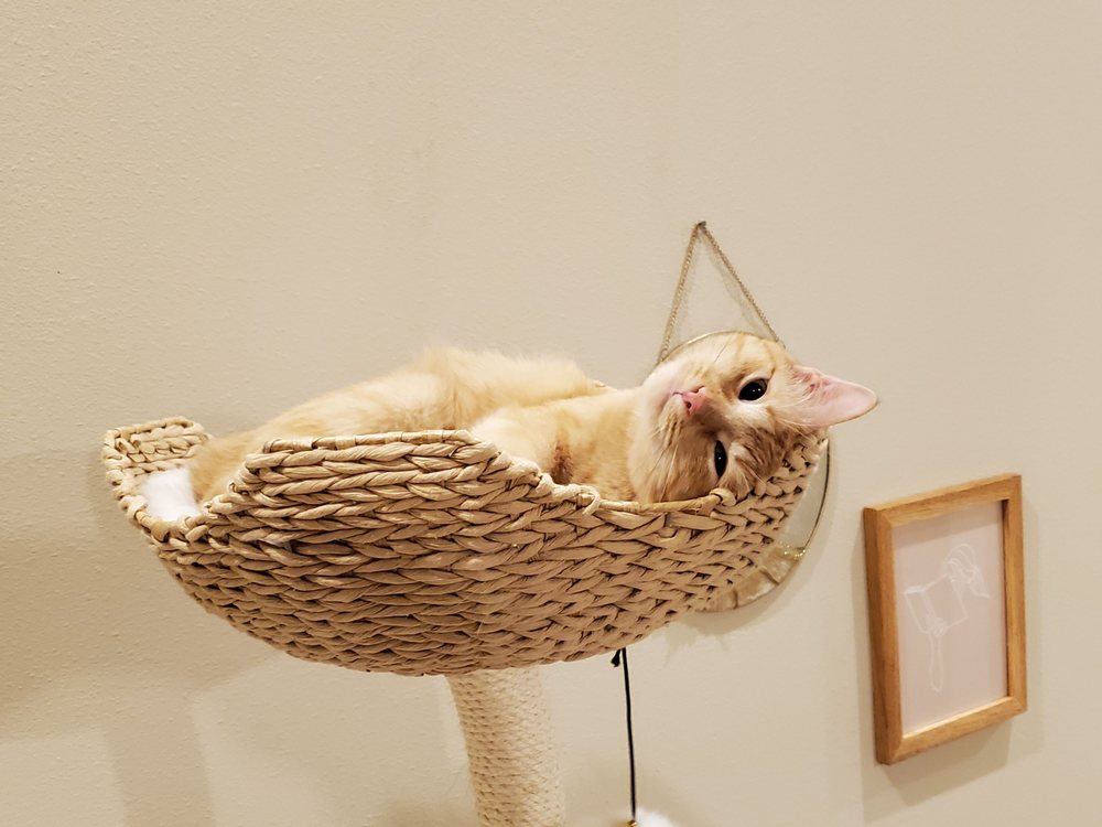 MAU Image