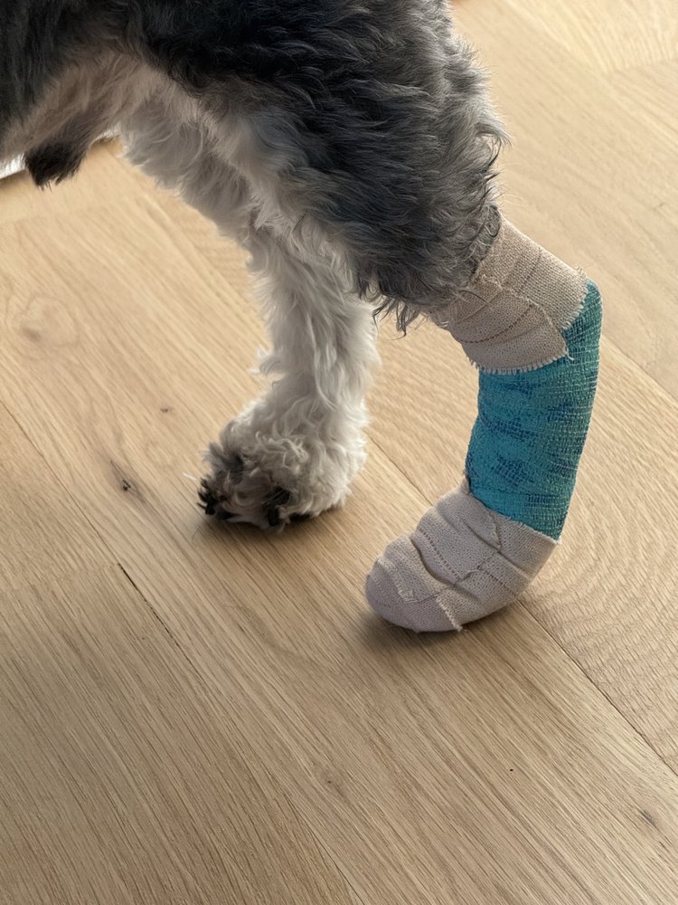 GREENFIELD HILL DOG GROOMING Updated September 2024 75 Hillside Rd, Fairfield, Connecticut