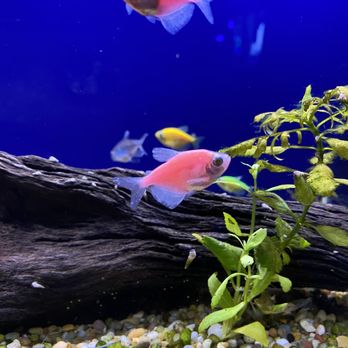 Kona Reef - More ICH - Local Fish Stores Near Me - Phoenix, Arizona