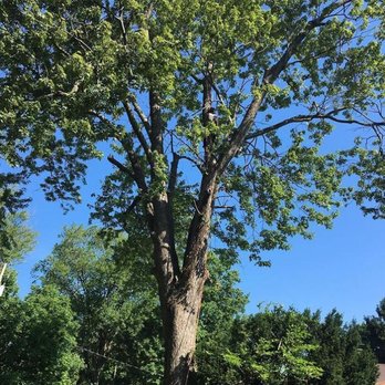 College Tree Removal - Tree Services Near Me - Willoughby, Ohio
