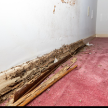 A Omega Termite & Construction Corp - Pest Control Near Me A Omega Termite & Construction Corp - Pest Control Near Me