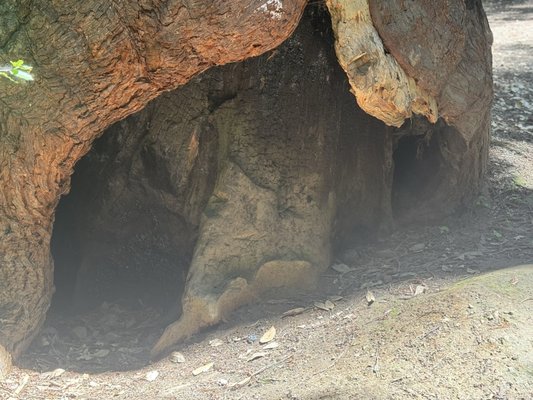 Montgomery Woods State Natural Reserve by null
