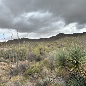 Arizona-Sonora Desert Museum - Museums Near Me - Tucson, Arizona