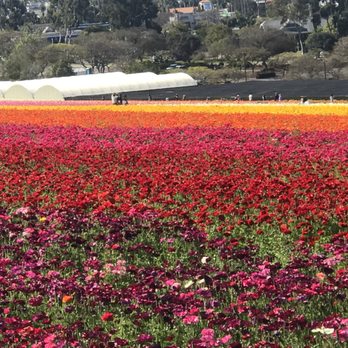 The Flower Fields - Venues & Event Spaces Near Me - Carlsbad, California The Flower Fields - Venues & Event Spaces Near Me - Carlsbad, California