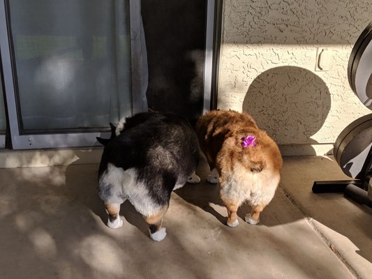 hot dogs and cool cats grooming