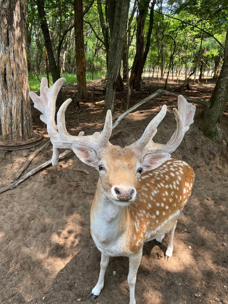 Shamba Safari, Neshkoro Roadtrippers