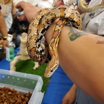 Reptile Realms - San Mateo - Holding snake - Reptile Shops Near Me - San Mateo, California Reptile Realms - San Mateo - Holding snake - Reptile Shops Near Me - San Mateo, California