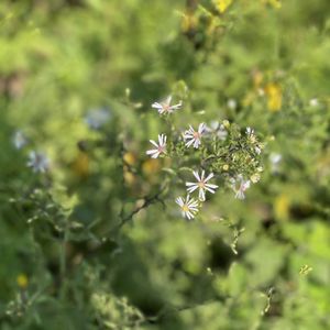 Alfred Caldwell Lily Pool on Yelp