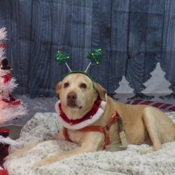Ebby's Pet Bakery & Boutique - Cooper posing for his Christmas photo