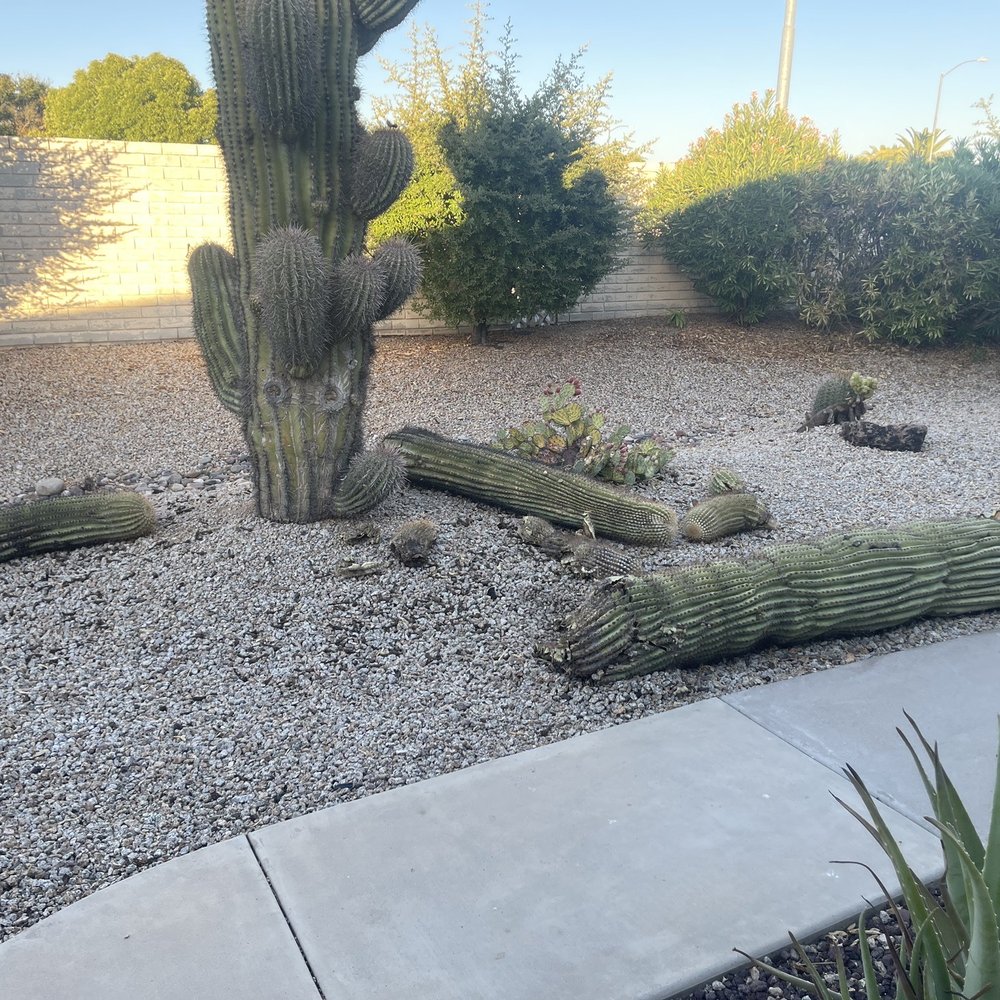 AZ Cactus Experts - The arms fell, then the top fell off. - Landscaping Near Me AZ Cactus Experts - The arms fell, then the top fell off. - Landscaping Near Me