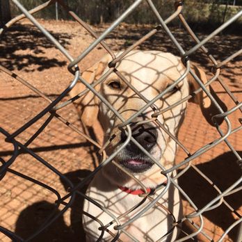 Second Chance Animal Sanctuary - This sweet girl has been here for 3 weeks and she is still so heart breakingly skinny. - Animal Shelters Near Me - Norman, Oklahoma