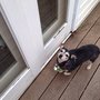 Photo of Somers Dog Grooming