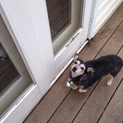 Somers Dog Grooming - Rosie after get her hair "did".  Gorgeous!!