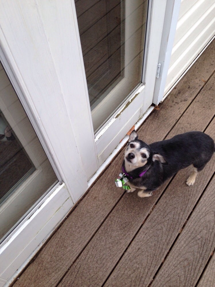 SOMERS DOG GROOMING Updated June 2024 10 Photos 632 New Haven Ave