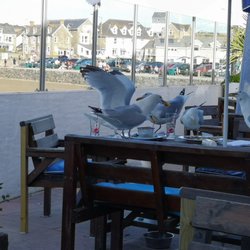 The Seiners Arms - Gulls on the warpath.